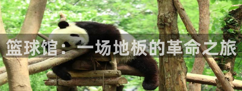 MK体育官网下载招商电话地址：篮球馆：一场地板的革命之旅